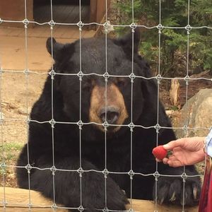 Meet your Posher, Jacinda